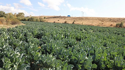 Karnabahar hasadı başladı