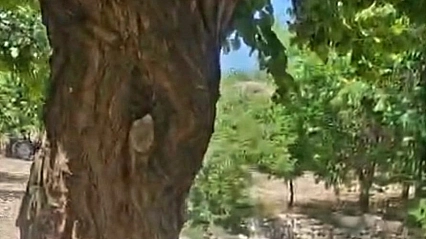 Malatya'da şaşırtan olay: Bahçesindeki ağacı arılara kaptırdı!