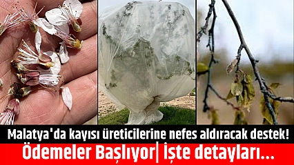 Malatya'da kayısı üreticilerine nefes aldıracak destek! Ödemeler Başlıyor| İşte detayları…