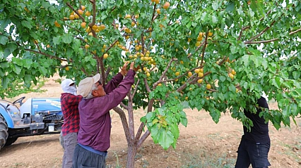 Su yoktu, çözümü Leonarditte buldular! 1950 rakımlı yerde kayısı ürettiler