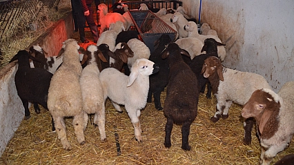 Sütçü koyunlar ilk kuzularını dünyaya getirdi