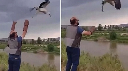 Tedavisi tamamlanan leylek doğaya salındı
