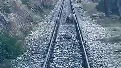 Tren yoluna çıkan ayılar panikle kaçıştı