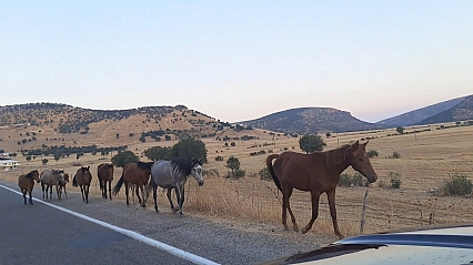 Yaban at sürüsü yola indi