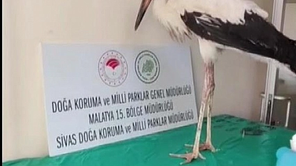 Yaralı halde bulunmuştu, tedavisinin ardından doğaya salındı