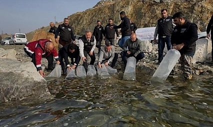 420 bin yavru balık bırakıldı