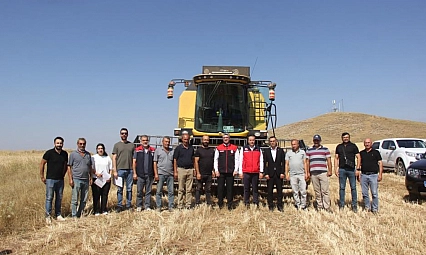 5 farklı buğday çeşidi hasat edildi