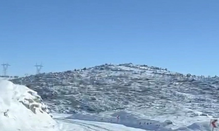 Aç kalan kurt ve domuz sürüsü yerleşim yerine indi