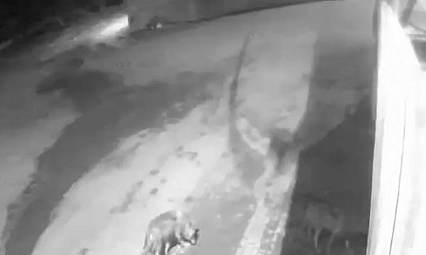 Aç kalan kurtlar köye indi