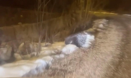 Afrika'nın tehlikeli kirpisi görüntülendi