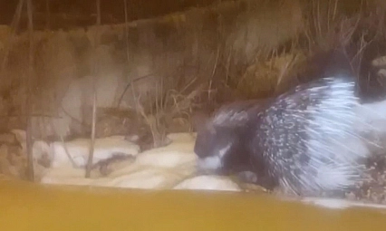 Afrika'nın tehlikeli kirpisi Türkiye'de! Bakın hangi ilde göründü!