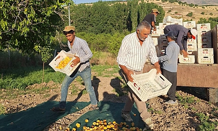 Malatya'da kayısı üreticisi çaresiz kaldı: Sezon bitti ama ödeme telaşı başladı