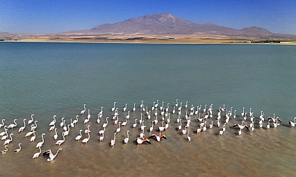 Arin Gölü'nde flamingoların Süphan Dağı eşliğinde mest eden dansı