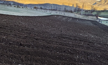 Arpalar kar yağmadan toprakla buluşuyor
