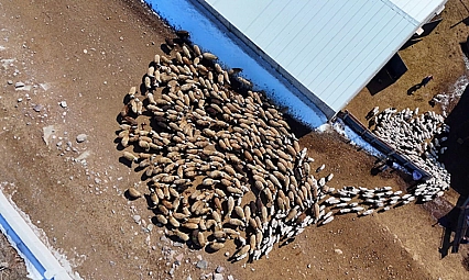 Bakanlık Tescilledi: Malatyalı üreticilere 4,6 milyonluk ek kaynak