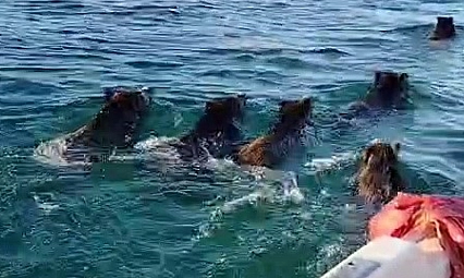 Balık tutmaya gitti, barajda domuz sürüsüyle karşılaştı