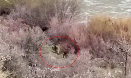 Balıkçının karşısına ayı çıktı