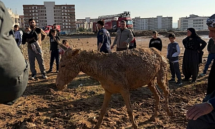 Bataklığa saplanan eşekler kurtarıldı