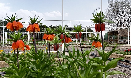 Bilim insanlarından ters laleye ilgi