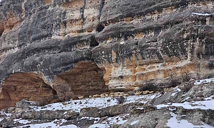 Malatya'da üreticiler hayvanlarını bin 600 rakımlık kayalıklara çıkardı