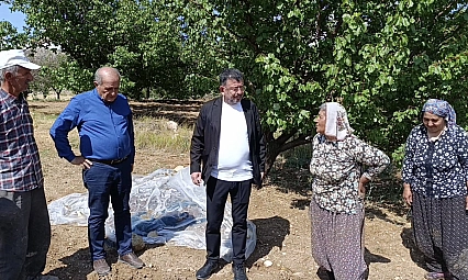 Binbir emekle toplanıp kurutulmaya bırakılmıştı... Veli Ağbaba açıkladı: 200 ton kayısı ziyan oldu