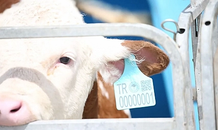 Büyükbaş hayvancılıkta yeni dönem: Plastik küpeler tarih oluyor!