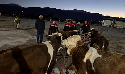 Canlı hayvan pazarı yeniden açıldı