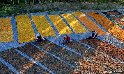 Çiftçiye Büyük Sigorta Desteği! Don Teminatı yüzde 70'e Çıktı, Kayısı Üreticisine Güvence