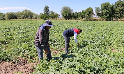 ÇKS başvuruları ne zaman sona erecek?