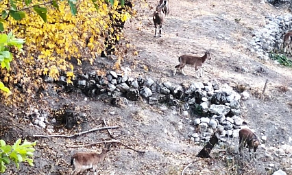 Dağ keçileri sonbahara renk kattı