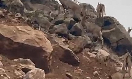 Dağ keçileri sürü halinde görüntülendi