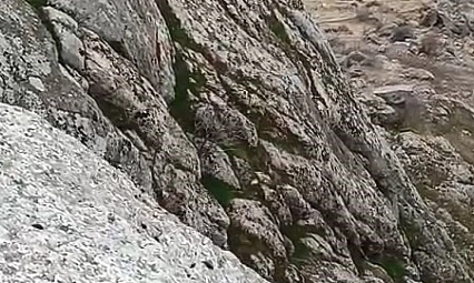 Dağ keçileri sürü halinde görüldü