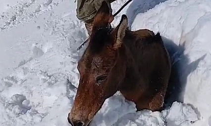 Dağda karda mahsur kalan katırlar kurtarıldı