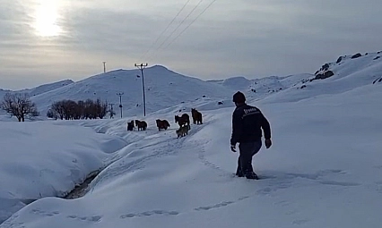 Dağda mahsur kalan 6 katır kurtarıldı