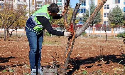 DBB özel yöntemlerle ağaçları tedavi ediyor