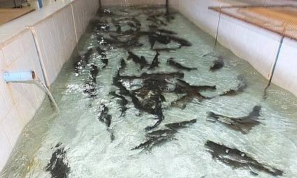 Denizi Olmayan Malatya Balık Üretiminde Lider