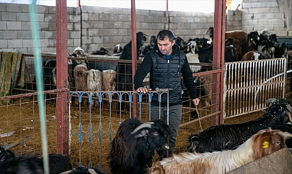 Depremde hayvanlarını kaybetmişti: Yeniden sürü oluşturdu
