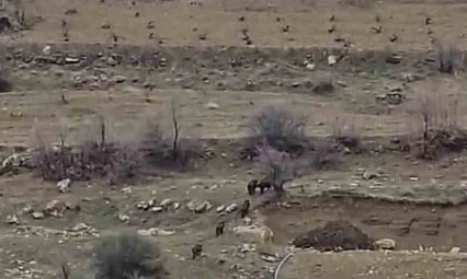 Domuz sürüsü yerleşim yerine indi