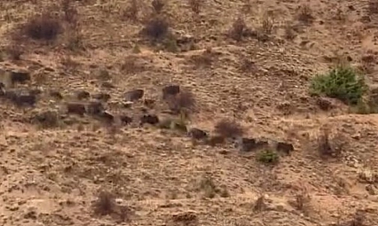 Domuz sürüsü görüntülendi