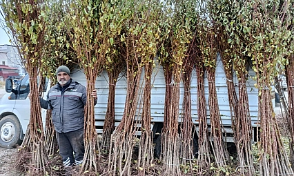 Don Afeti Üretimi Durduramadı! Kayısı Üretimi Büyüyor...