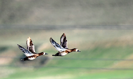 Ekşisu Sazlığı yüzlerce kuşa yuva oldu