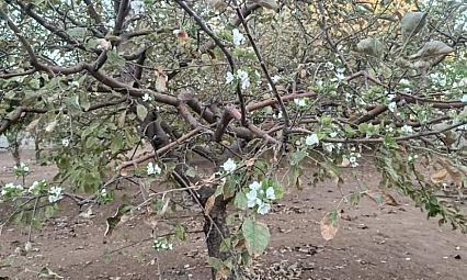 Eylül ortasında çiçek açtı, görenler şaşırdı