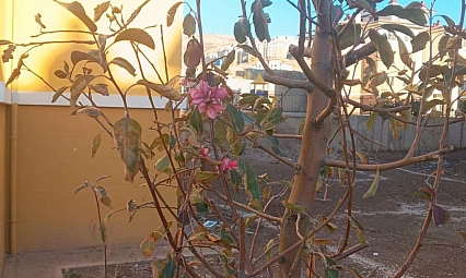 Geçen yıl kuruyan ağaçlar kasım ayında çiçek açtı