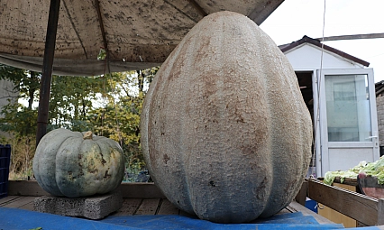 Görenler şaşırdı! Ata tohumundan yetişti, 51 kilograma ulaştı