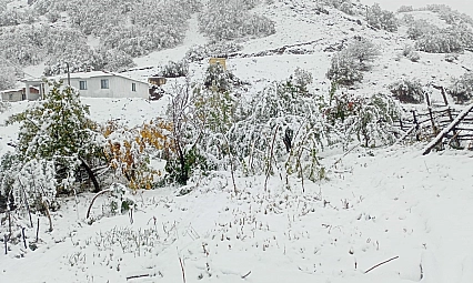 Hasadı yapılmayan ceviz kar altında kaldı