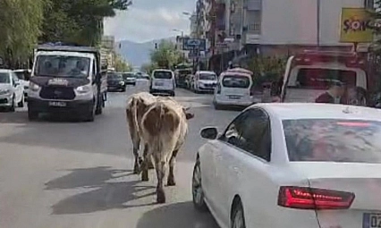 İnekler trafiği birbirine kattı
