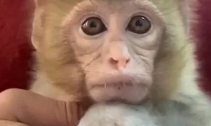 Kaçak Makak maymun yavrusu kurtarıldı