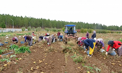 Kampüste hasat: Gelirler yemek bursuna dönüştü