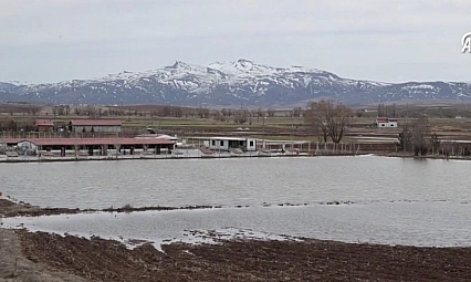 Kangal köpeği çiftliği su altında kaldı