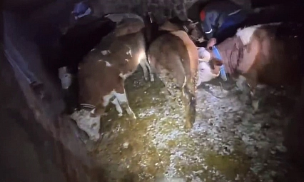 Kar nedeniyle ahır çöktü